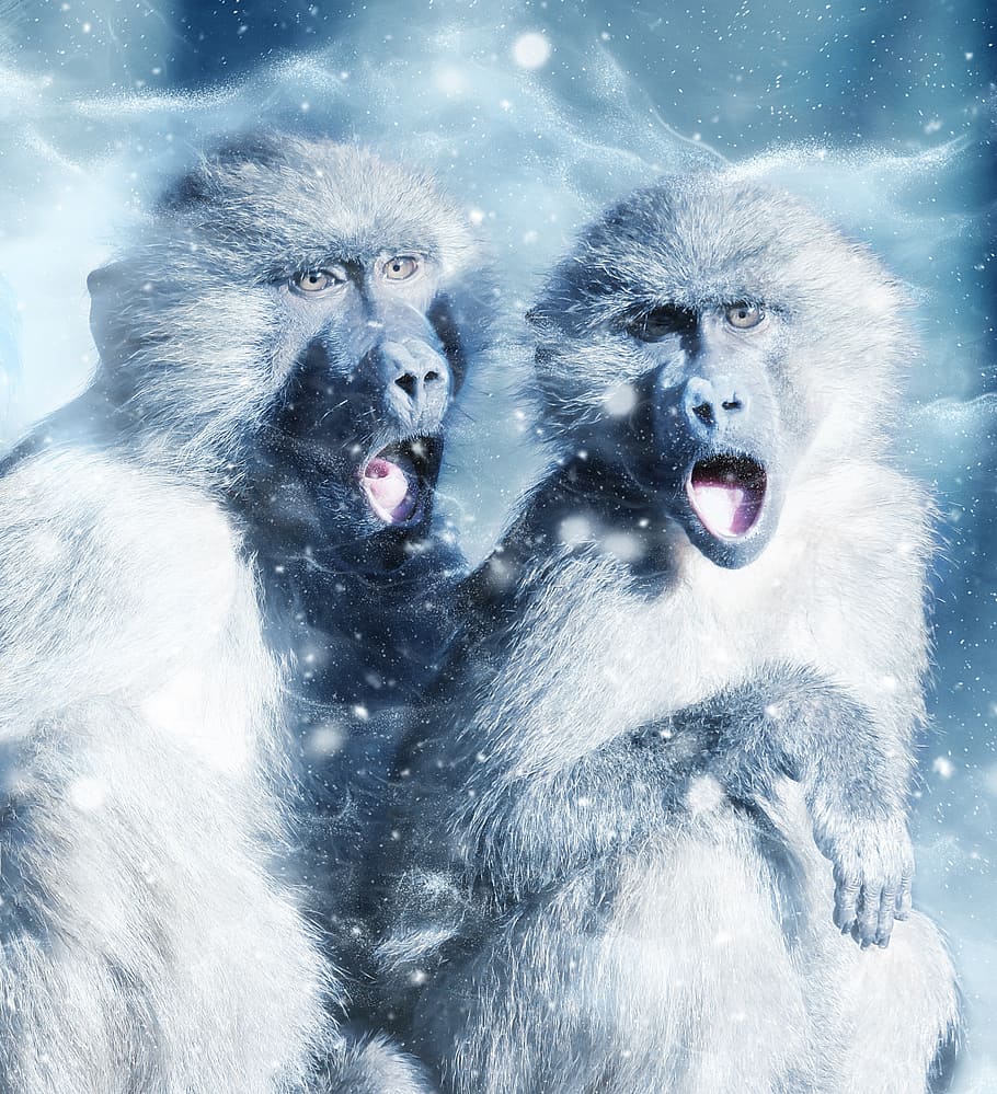 monkey, snow, animal, art, scrapbooking, paper, texture, decorative HD wallpaper