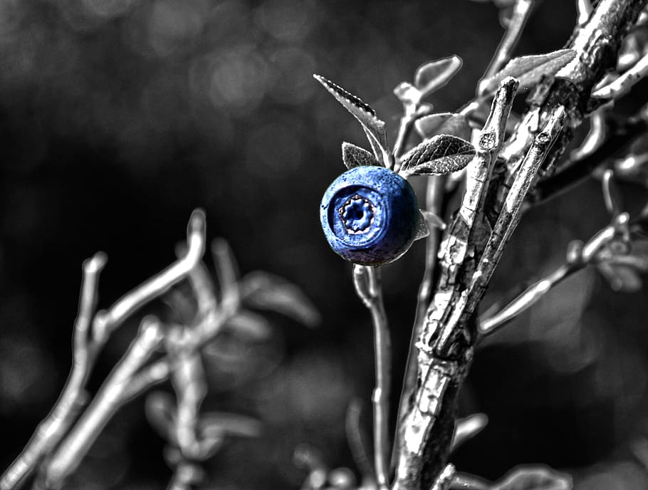 nature, macro, blueberry, close-up, focus on foreground, no people HD wallpaper