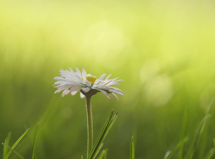 shallow focus photography of white daisy, meadow, flowers, spring HD wallpaper