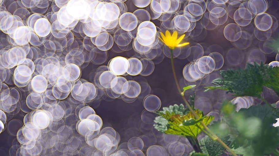selective focus photography of yellow petaled flower, nature HD wallpaper