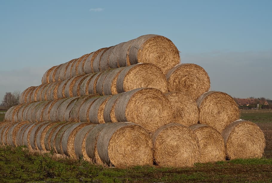 Haystack, Straw, Agriculture, harvest, bale, rural Scene, nature HD wallpaper