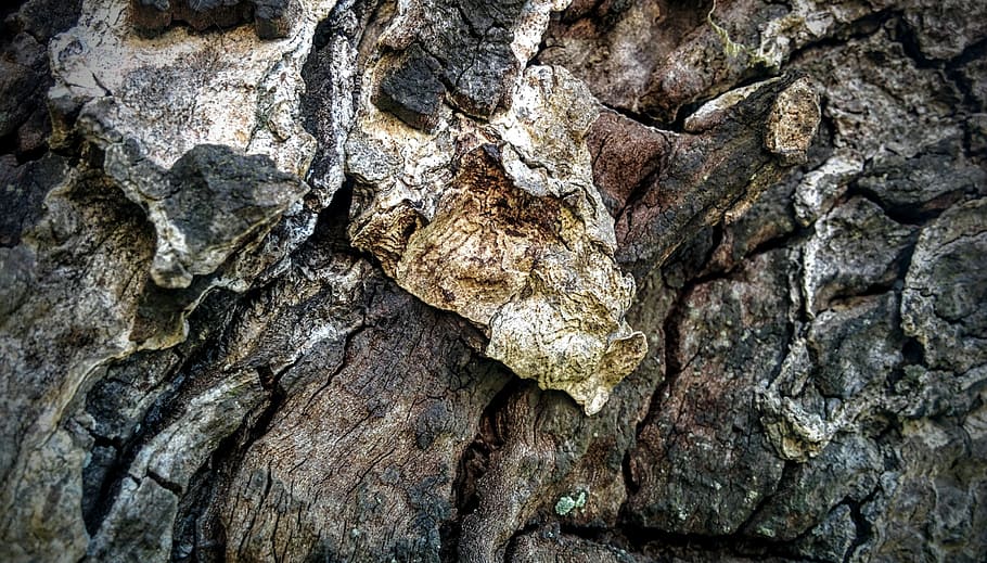 Texture, Pattern, Wood Grain, wood texture, forest, furniture HD wallpaper