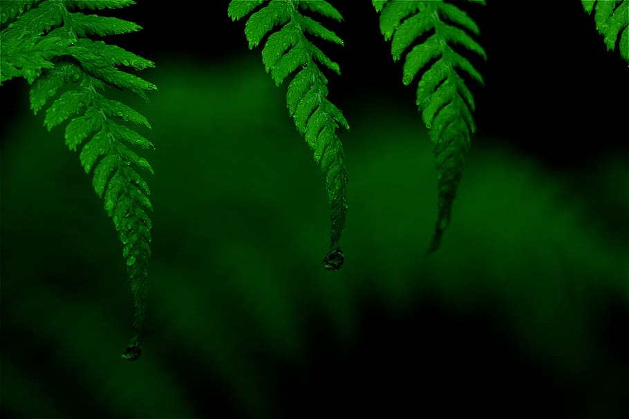 green leaf, green leafed plant, fern, dew, water drop, waterdrop HD wallpaper