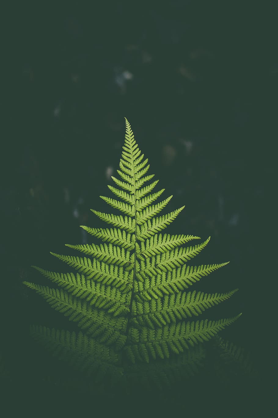 green fern leaf, fern plant during nighttime, green Color, nature HD wallpaper