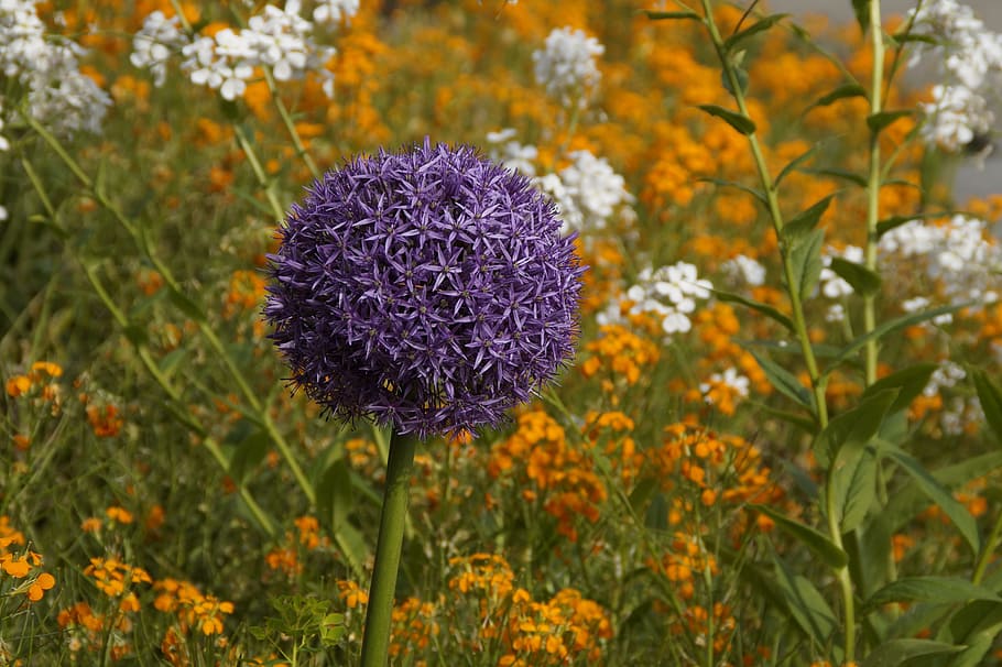 leek, bloom, purple, violet, blue, ball, globose, plant, blossom HD wallpaper