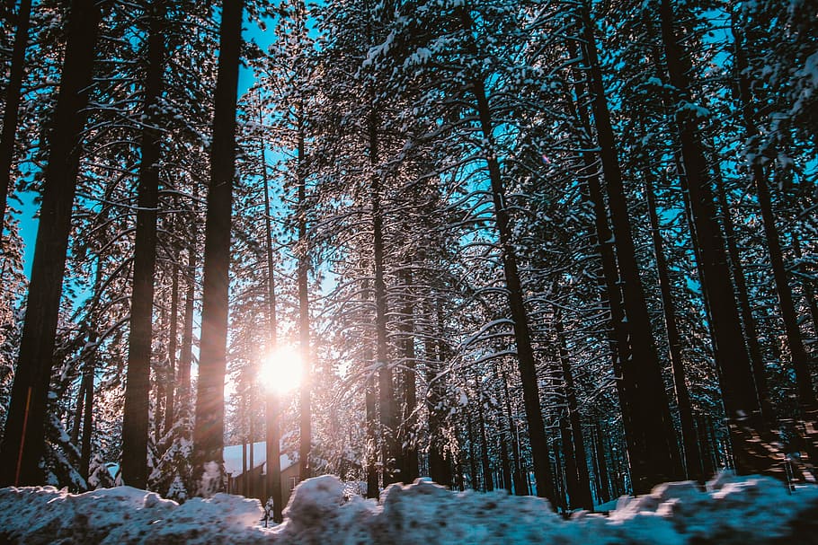 branch, bright, cold, daylight, forest, frost, frosty, ice HD wallpaper