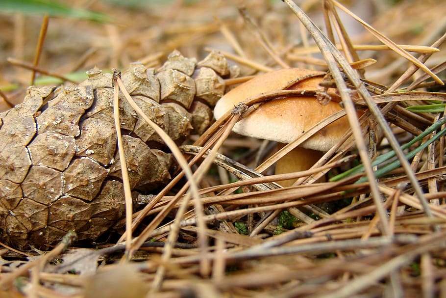 undergrowth, mushroom, pine cone, needle, forest, litter, nature HD wallpaper