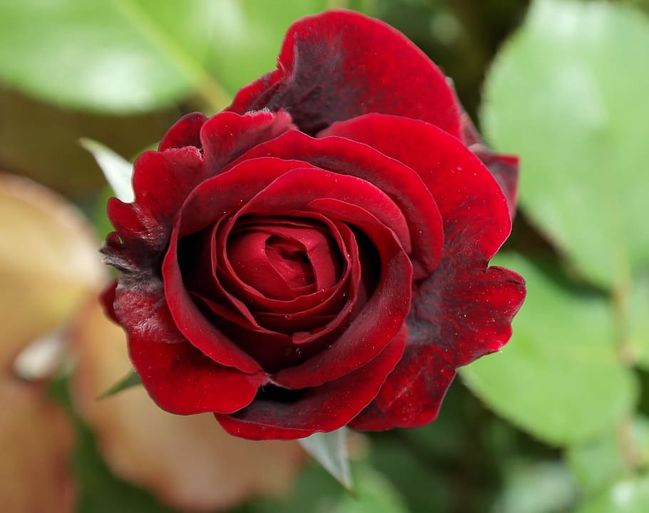 macro shot of red rose, flower, flowering plant, beauty in nature HD wallpaper