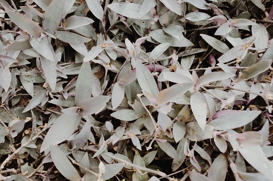 closeup photo of white leafed plant, photo of gray leaf plants during daytime HD wallpaper