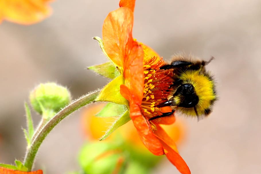 Bumble Bee, Bumblebee, Flower, yellow, bumble-bee, insect, animals in the wild HD wallpaper