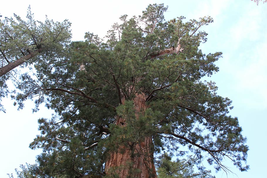 pine, giant, view, california, tree, plant, sky, low angle view HD wallpaper