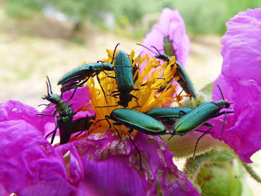 psilothrix viridicoerulea, green beetle, insects, bugs, coleoptera, HD wallpaper
