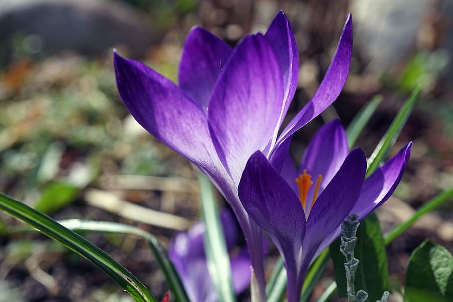 Crocus, Spring, Early Bloomer, spring flower, spring crocus HD wallpaper