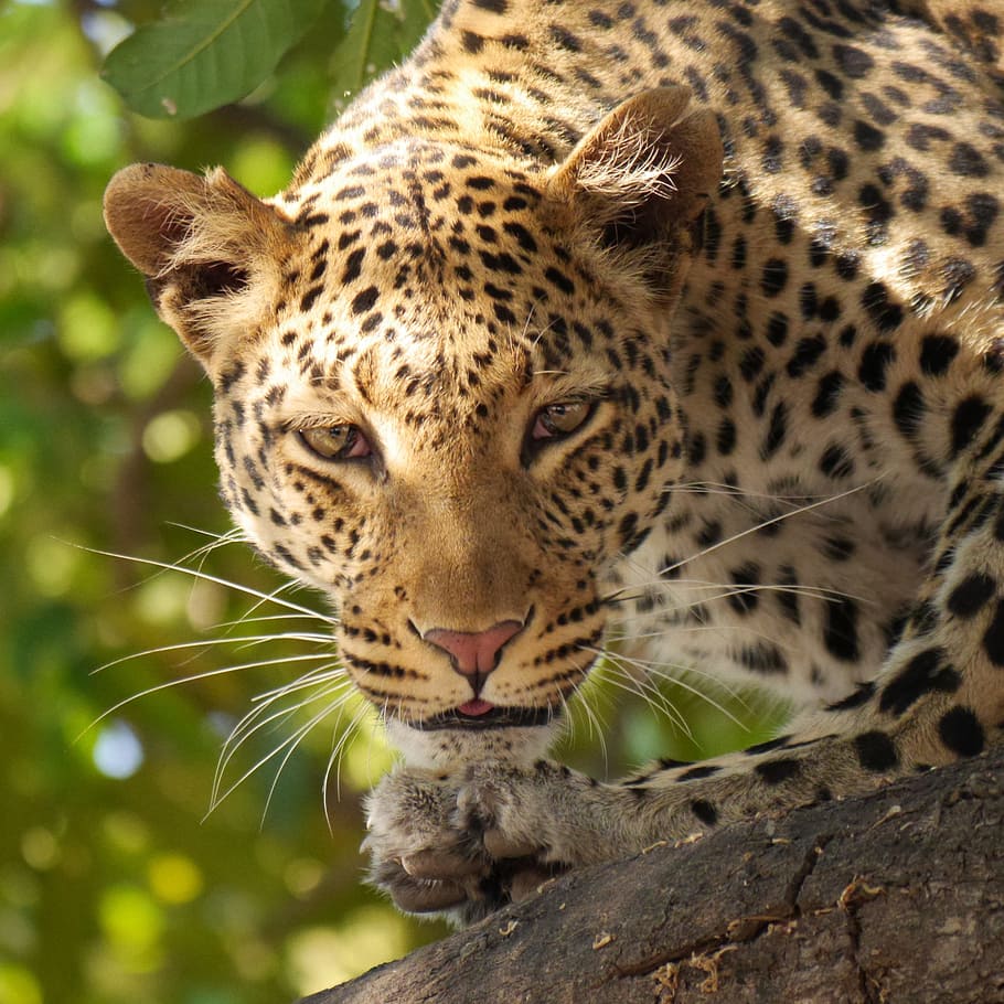closeup photo of brown and black leopard, safari, wildier, botswana HD wallpaper