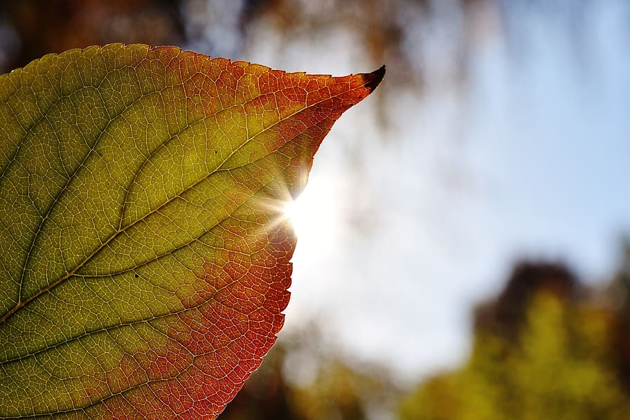 shallow focus photography of orange and green leaf, close, back light HD wallpaper
