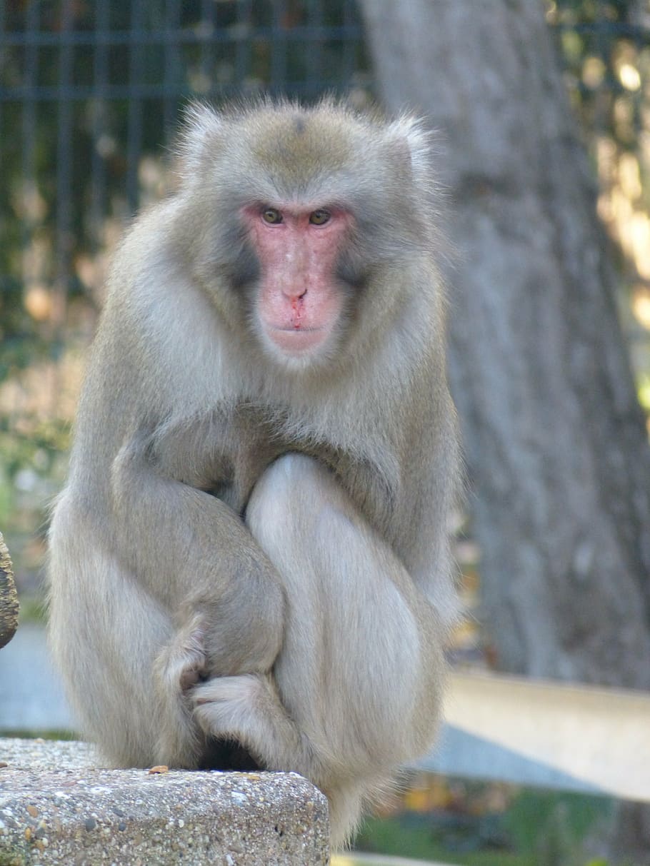 red face macaque, macaca fuscata, ape, japan, cold, ze, primate HD wallpaper
