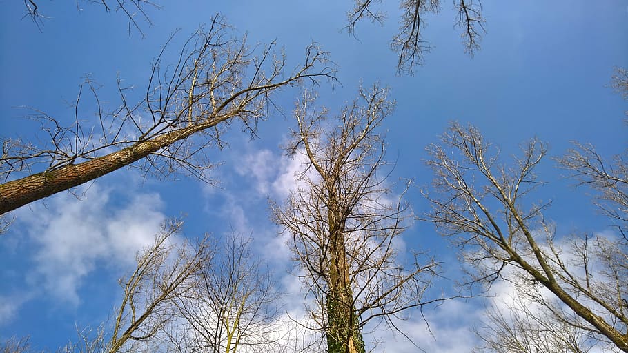 autumn, nature, trees, forest, plant, sky, cloud - sky, branch HD wallpaper