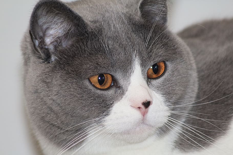 cat, portrait, cat face, expression, attention, cat's eyes HD wallpaper