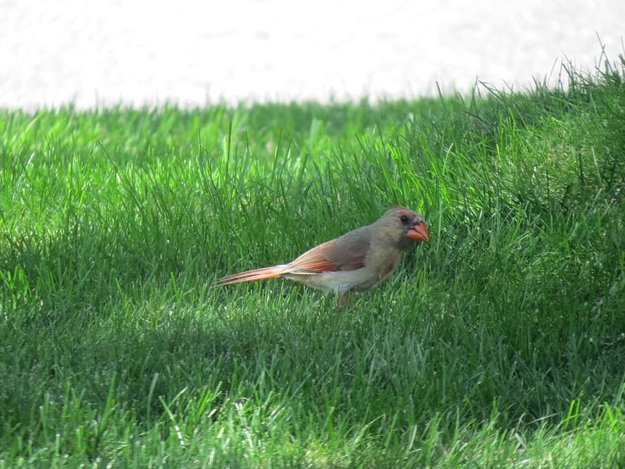 Cardinal, Bird, Fly, Wings, Feather, wildlife, beak, dom, outdoor HD wallpaper