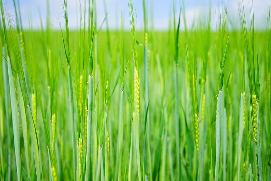 wheat field, seed, sowing, shoots, young, frisch, green, wheat spike, HD wallpaper