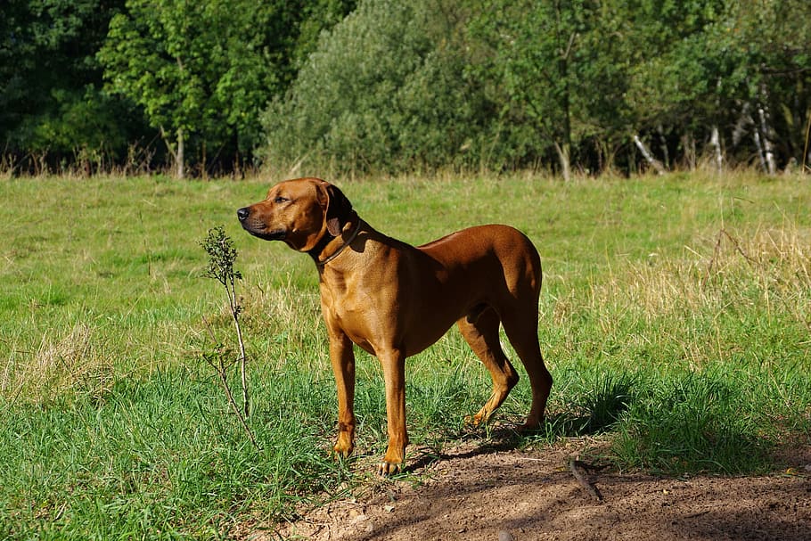 dog, ridgeback, rhodesian, one animal, plant, animal themes HD wallpaper