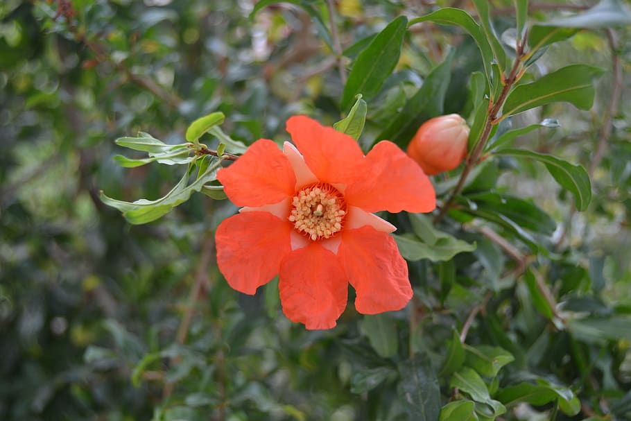 red flower, pomegranate flower, granado, punica granatus, flowers, HD wallpaper