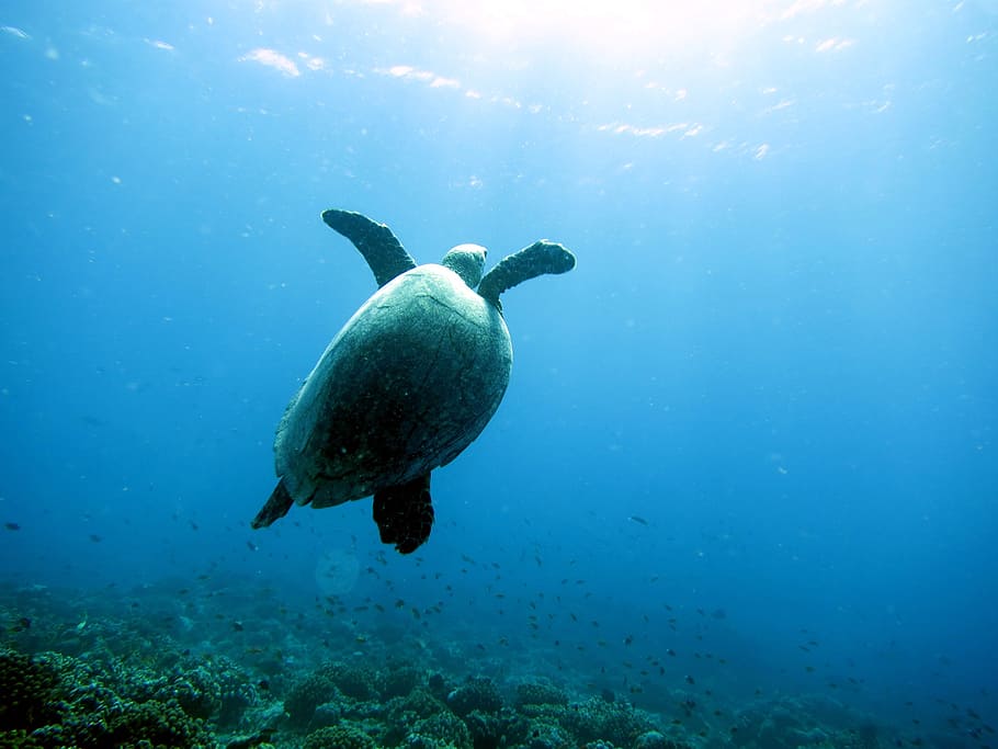 sea, turtle, diver, underwater, undersea, swimming, animal HD wallpaper