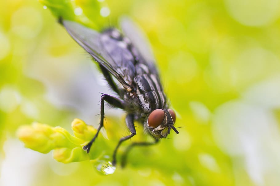 macro, fly, insect, green, nature, small, natural, wildlife HD wallpaper