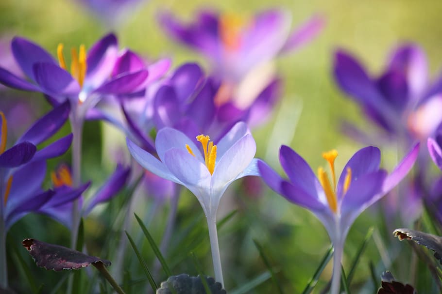 focus photo of purple and white flowers, crocus, spring, blossom HD wallpaper