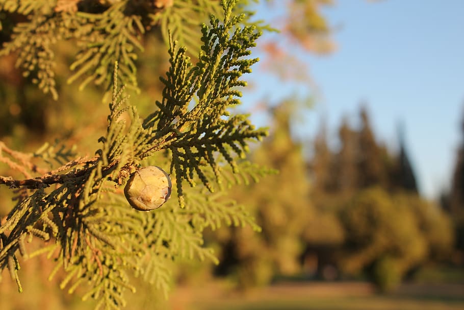 green, tree, trees, plant, growth, focus on foreground, nature HD wallpaper
