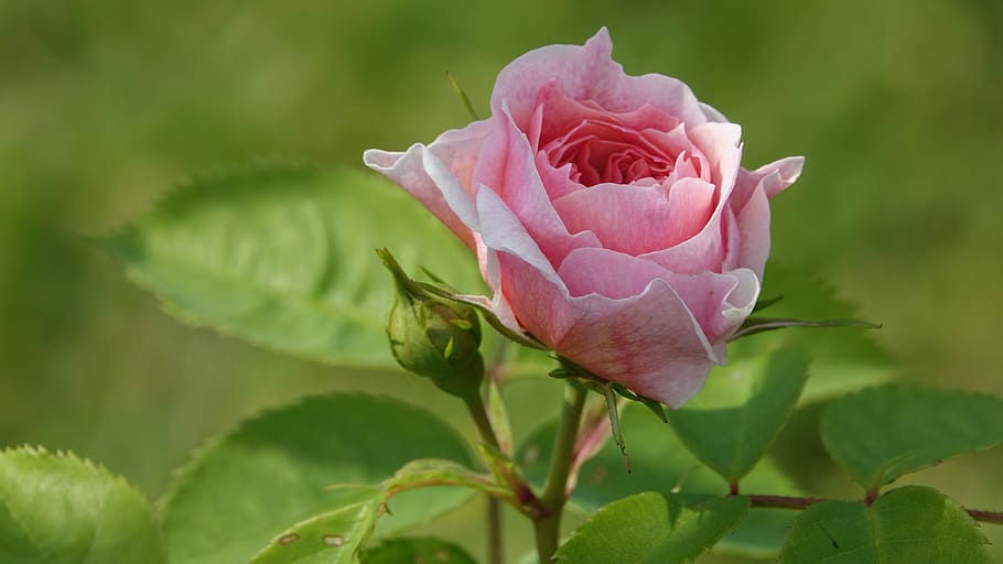 pink, garden, blade, flower, flowering plant, beauty in nature HD wallpaper