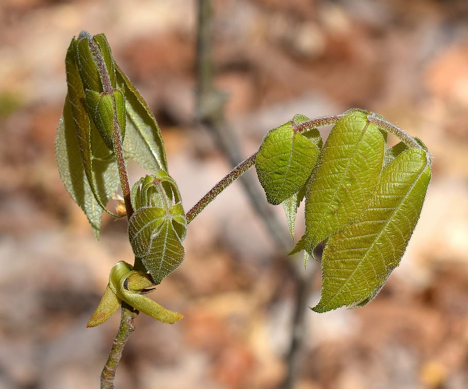 sumac, tree, new leaves, plant, spring, new growth, forest HD wallpaper