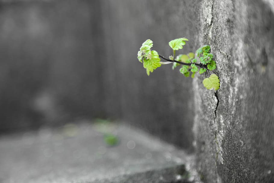 Nurturing growth Hand adds soil to green backdrop, symbolizing planting or  remembrance Vertical Mobile Wallpaper AI Generated 30318090 Stock Photo at  Vecteezy