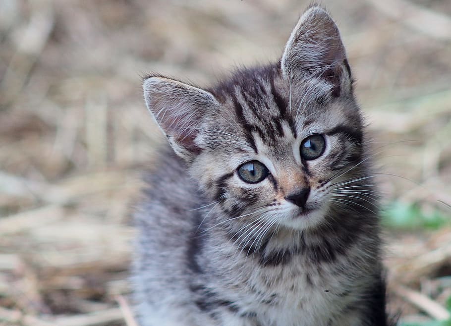 brown Tabby kitten, cat, tomcat, kitty, domestic cat, animal HD wallpaper