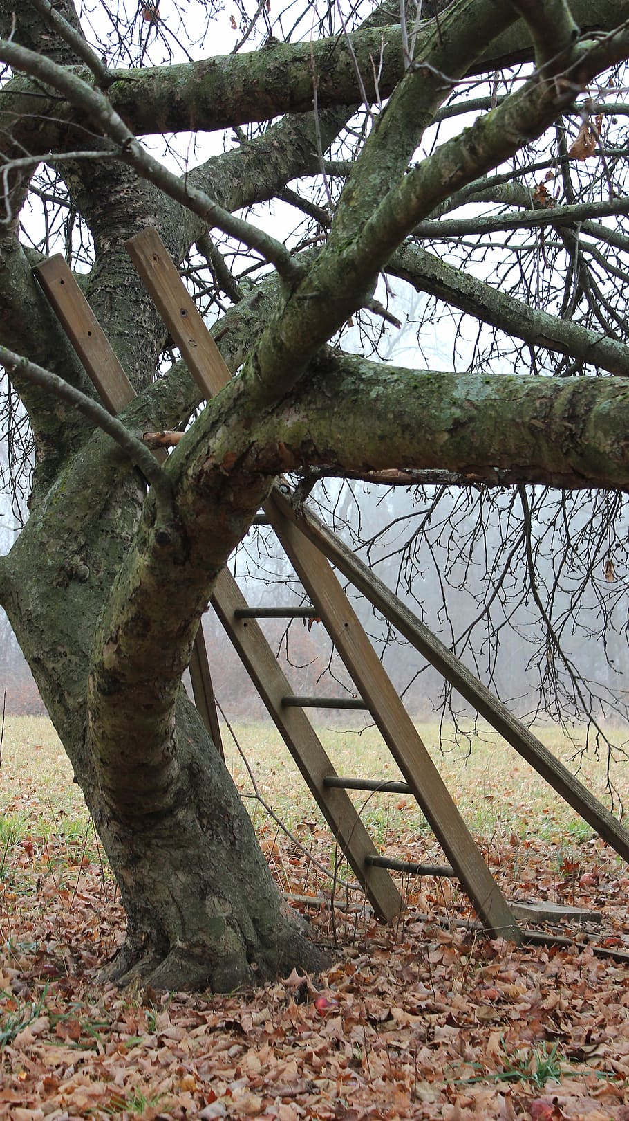 Tree, Nature, Ladder, Apple, Environment, tree branches, wood HD wallpaper