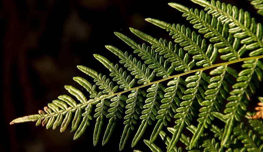 fern, leaf, green, forest, queensland, australia, plant, green color HD wallpaper