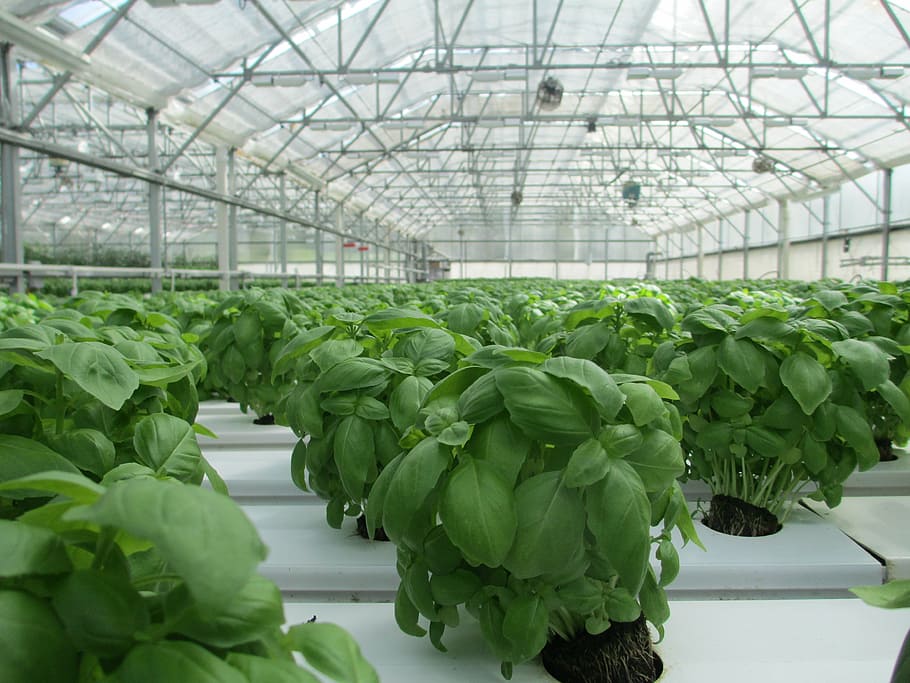 green basil seedling lot, greenhouse, plant, food, vegetable, HD wallpaper