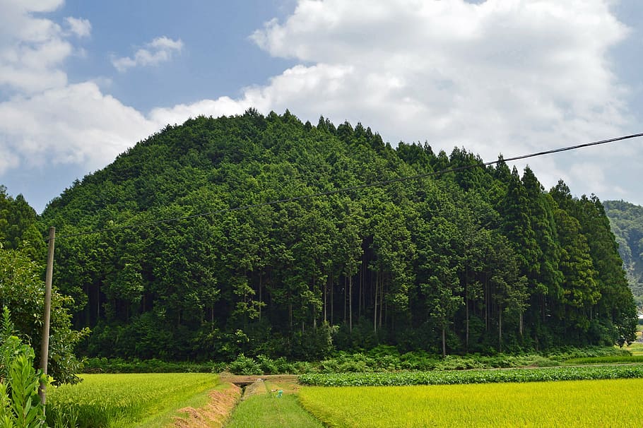 japan, forest, trees, landscape, nature, outside, scenic, summer HD wallpaper