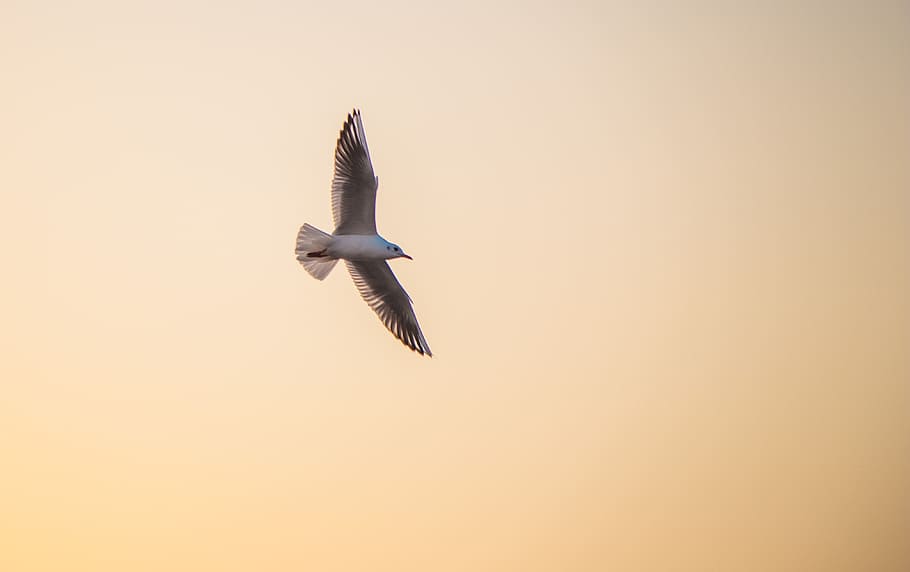 seagull, twilight, sunset, flying, animal wildlife, animals in the wild HD wallpaper