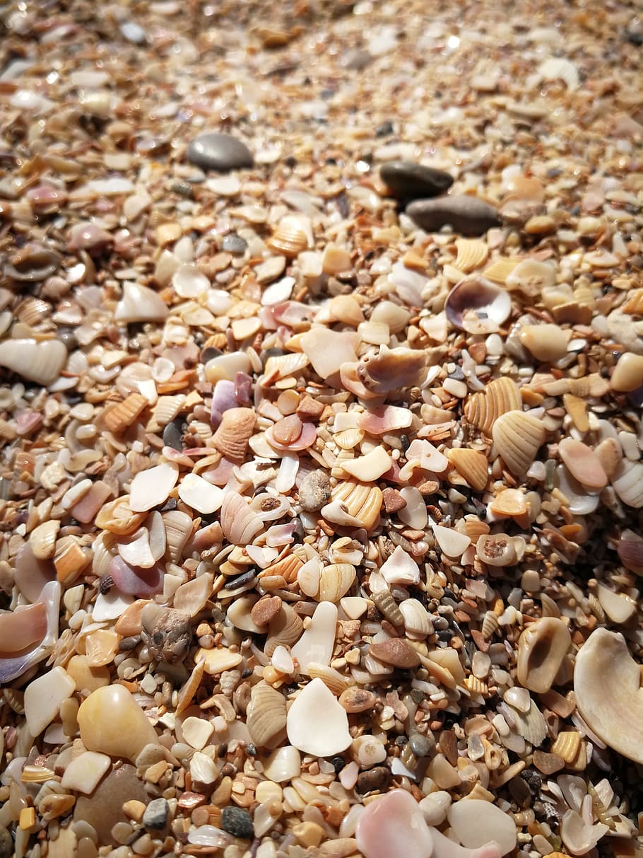 beach, seashells, sand, abundance, large group of objects, full frame HD wallpaper