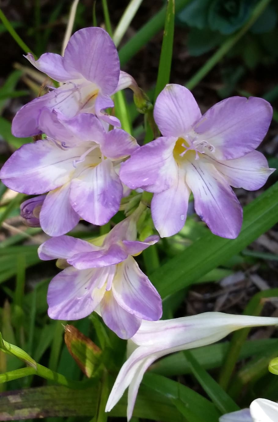 mauve, flower, scented, flowering plant, fragility, vulnerability HD wallpaper
