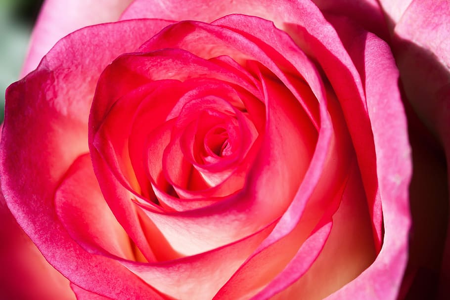 Rosaceae, Composites, Blossom, rose, bloom, nature, plant, pastellfarben HD wallpaper