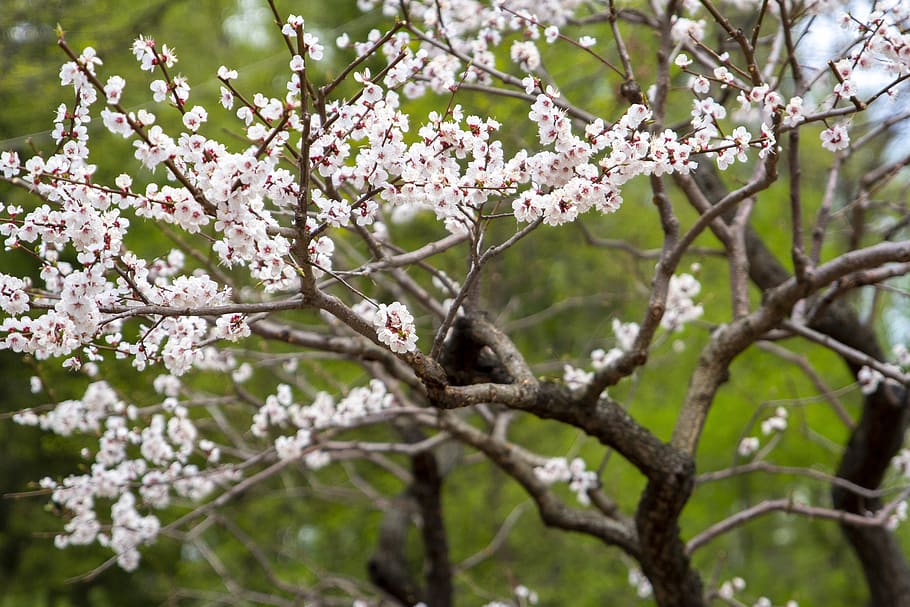 cherry, blooms, spring, tree, pink, nature, flower, flowers HD wallpaper
