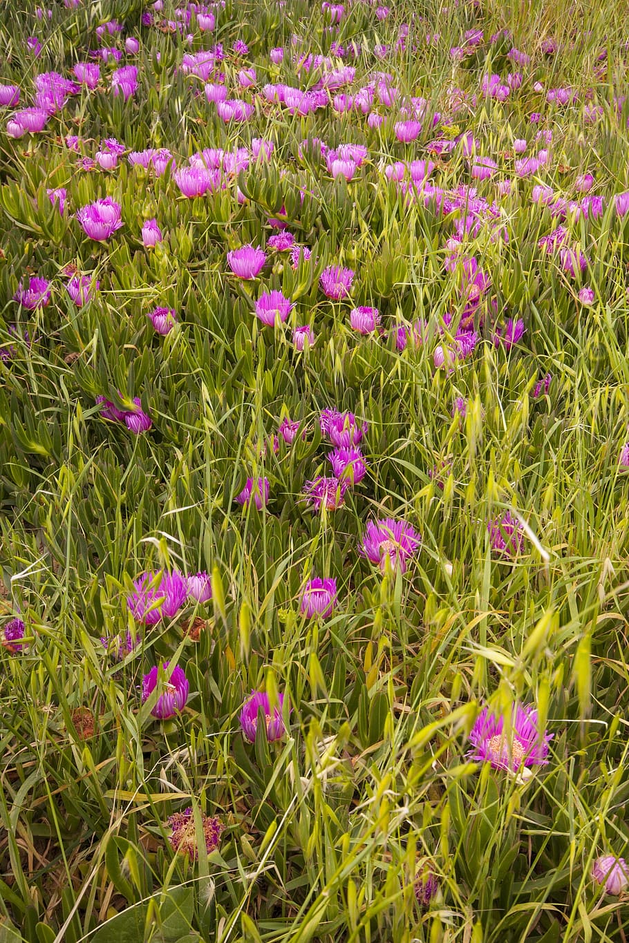 flower, macro, purple, pink, nature, plant, green, macro chichewa HD wallpaper
