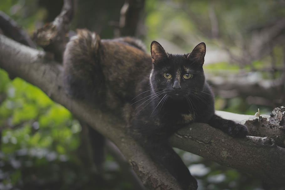 selective focus photography of black cat on tree branch, black cat on top of tree branch