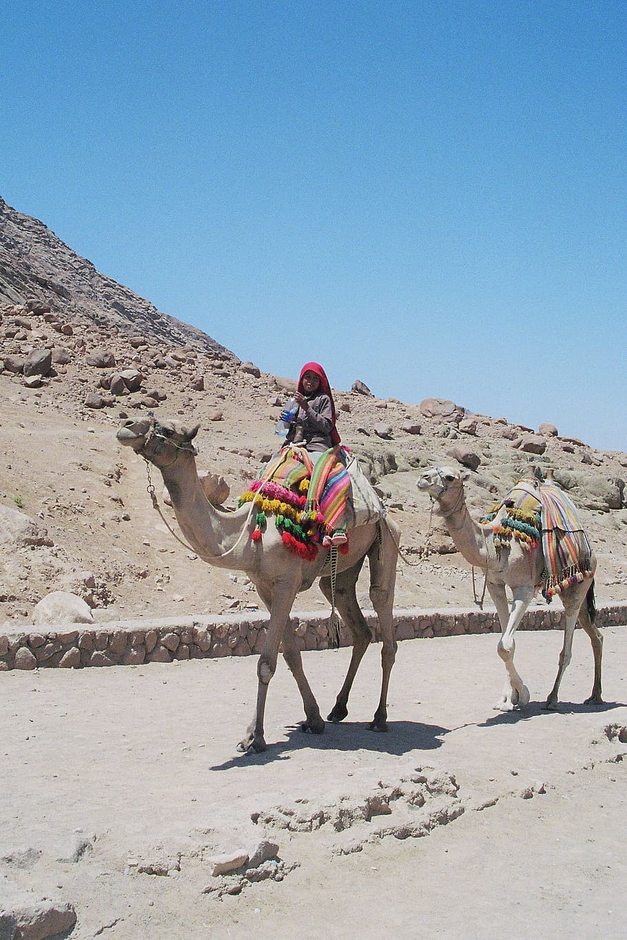 Bedouin, Boy, Dromedaries, Holiday, travel, middle east, desert, HD wallpaper