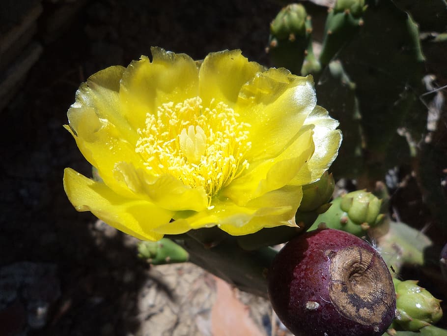 flor de chumbo, yellow flower, flowering plant, fragility, beauty in nature HD wallpaper