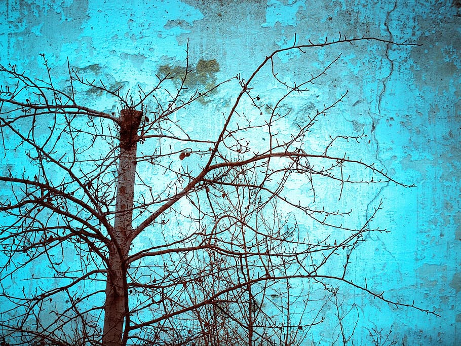 Tree, Scenery, Blue Sky, the scenery, nature, no people, day HD wallpaper
