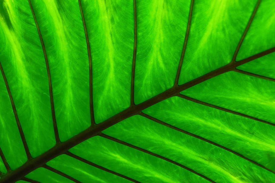 green, leaf, spine, plant, green leaves, foliage, texture, botany HD wallpaper