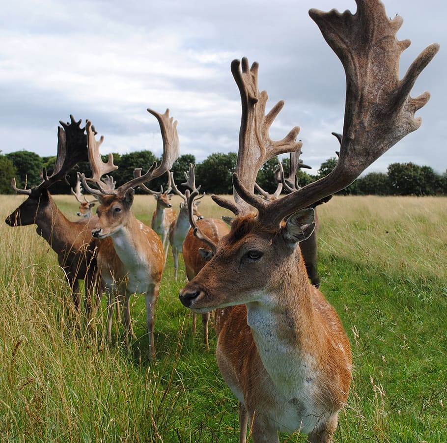 Fallow, Bucks, Meadow, summer, wildlife, nature, animal, deer HD wallpaper